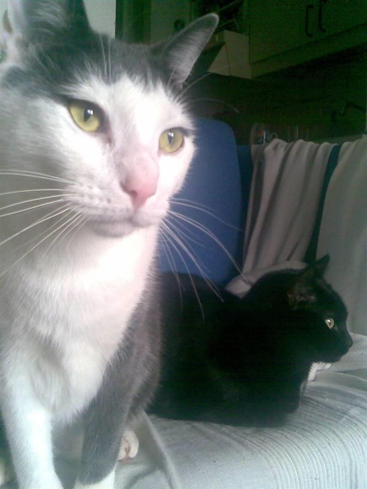 Huskat Hektor billede 8