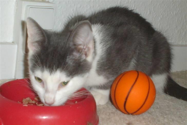 Huskat Hektor billede 9