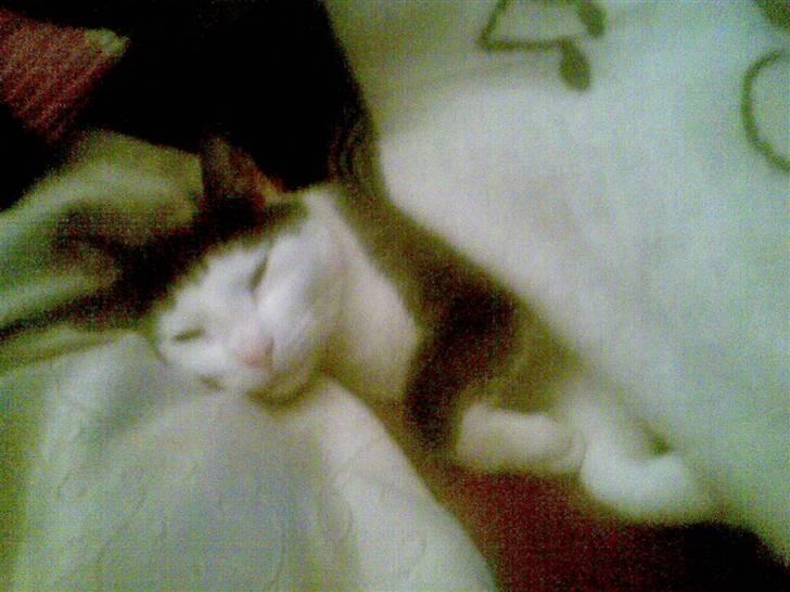 Huskat Hektor billede 10