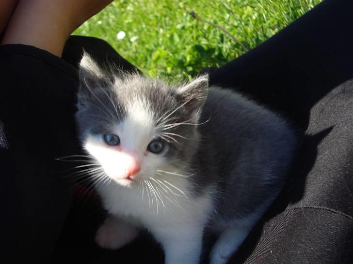 Blanding af racer Blue eyes' mister grey billede 7