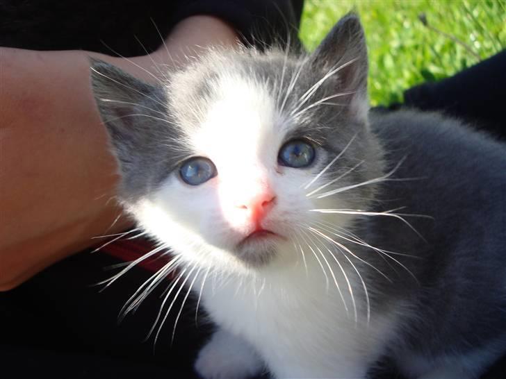 Blanding af racer Blue eyes' mister grey billede 8