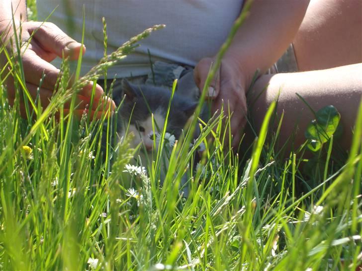 Blanding af racer Blue eyes' mister grey billede 9