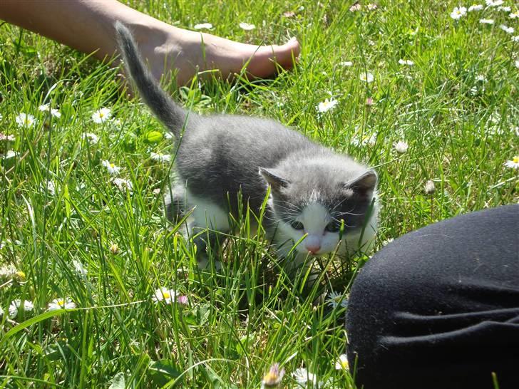 Blanding af racer Blue eyes' mister grey billede 10