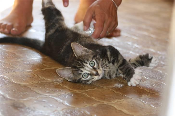 Blanding af racer Balou (Bjørn) - Solgt -  billede 15