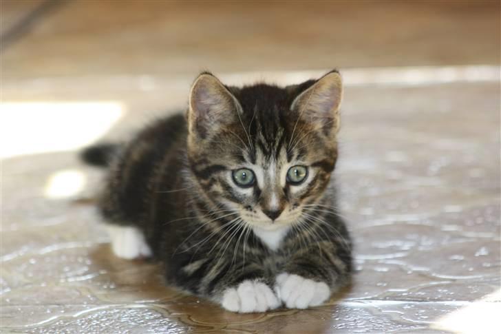 Blanding af racer Balou (Bjørn) - Solgt -  billede 16