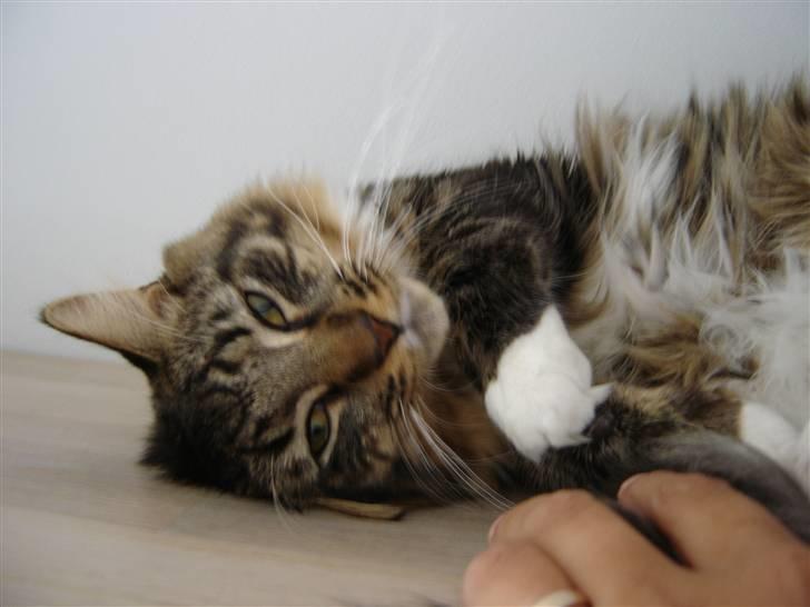 Maine Coon Nemo billede 13