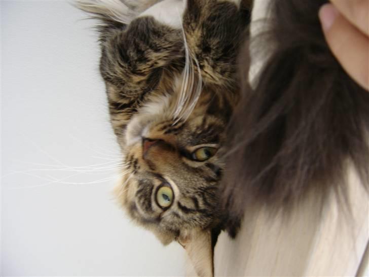Maine Coon Nemo billede 14
