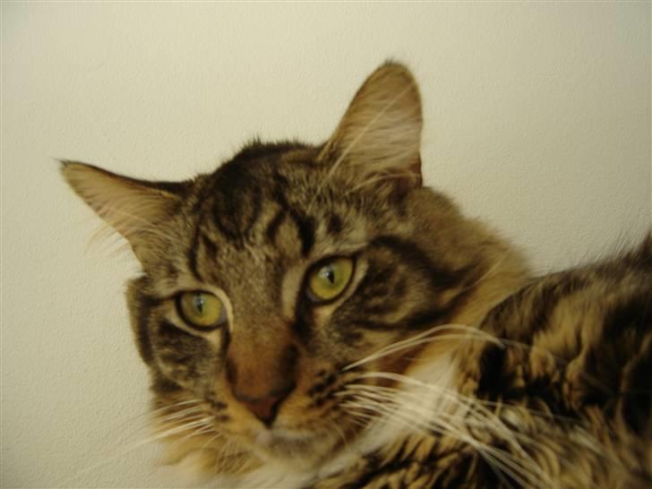 Maine Coon Nemo billede 15