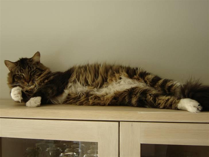 Maine Coon Nemo billede 16