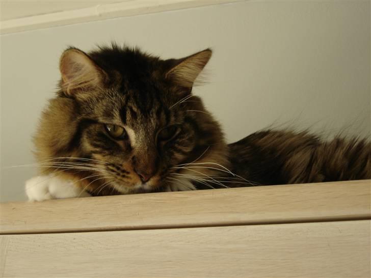 Maine Coon Nemo billede 17