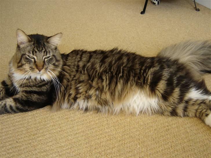 Maine Coon Nemo billede 18