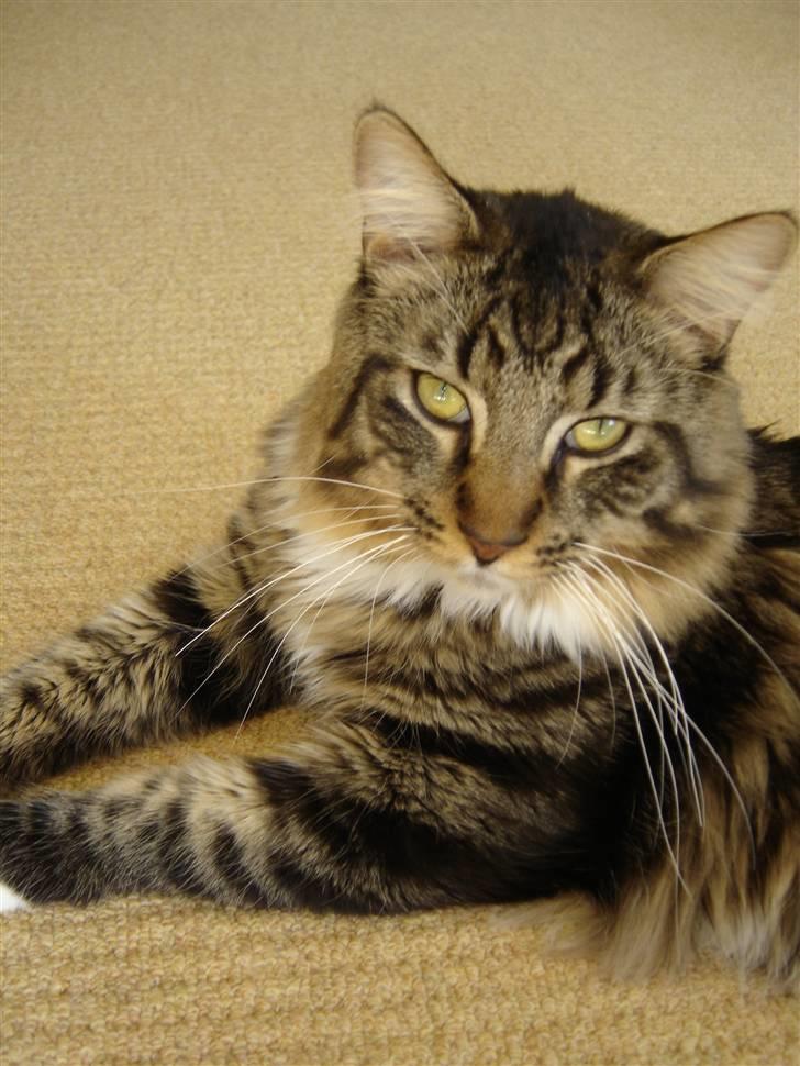 Maine Coon Nemo billede 19