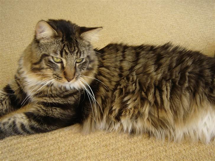 Maine Coon Nemo billede 20