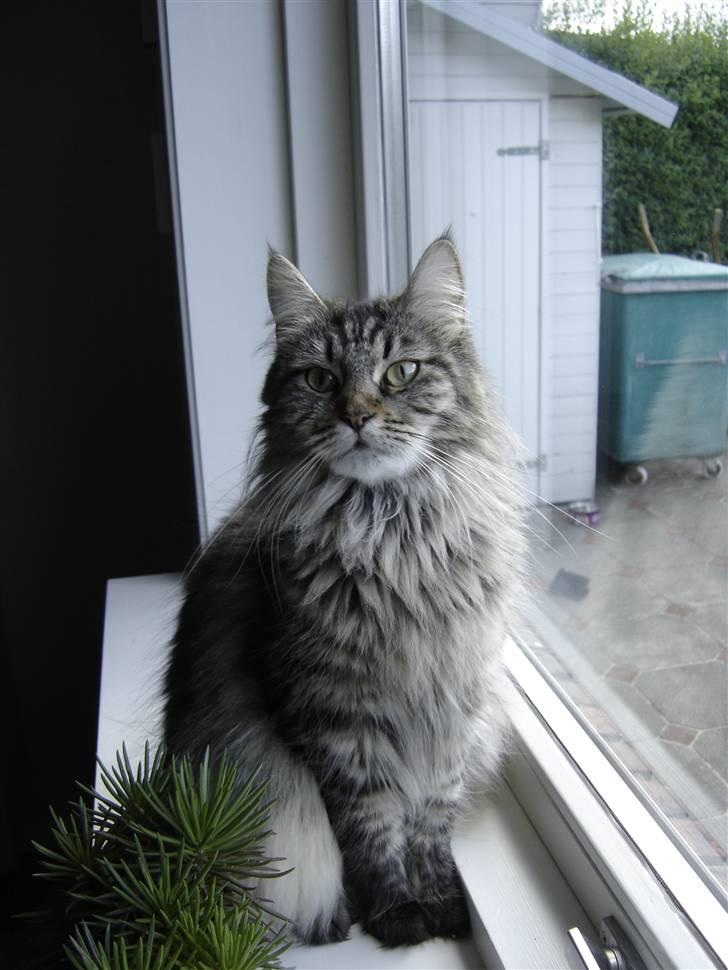 Maine Coon Fia  billede 14