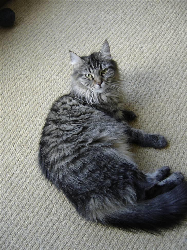 Maine Coon Fia  billede 15