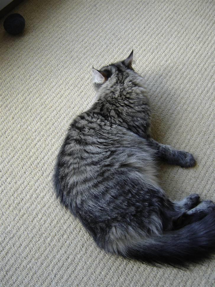 Maine Coon Fia  billede 16