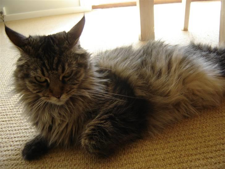 Maine Coon Fia  billede 17