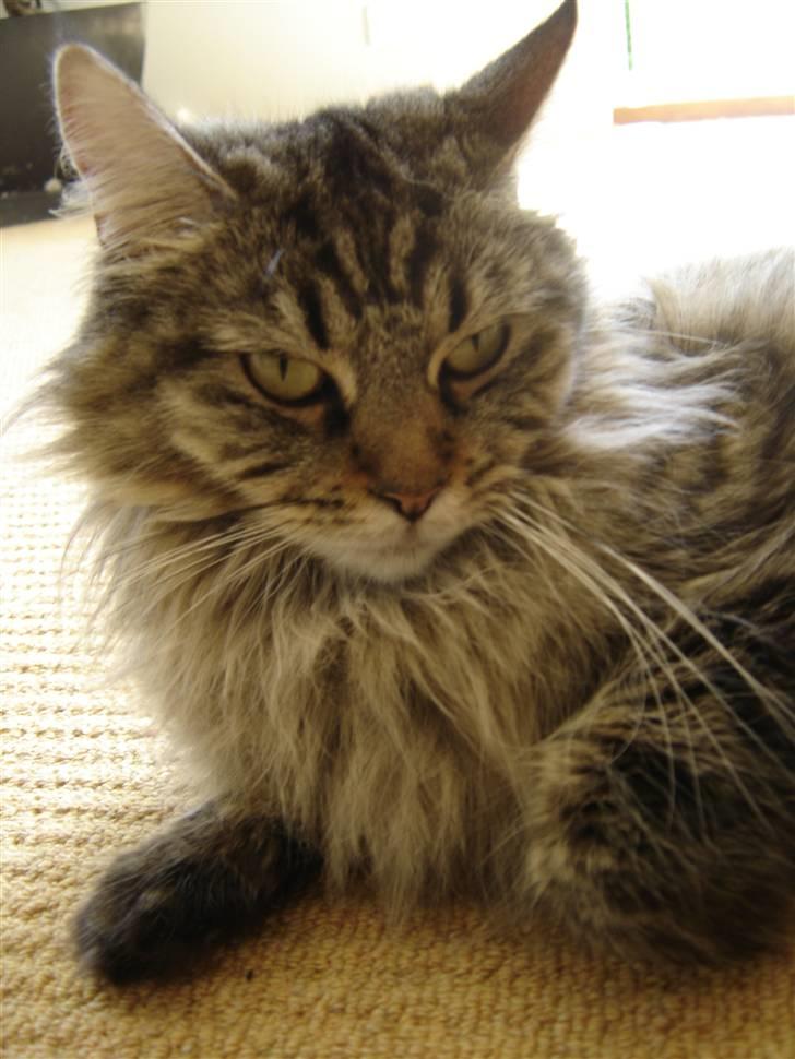 Maine Coon Fia  billede 18