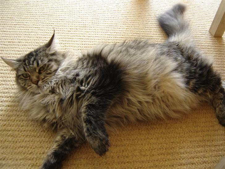 Maine Coon Fia  - hun er godt nok blevet tyk.. billede 19