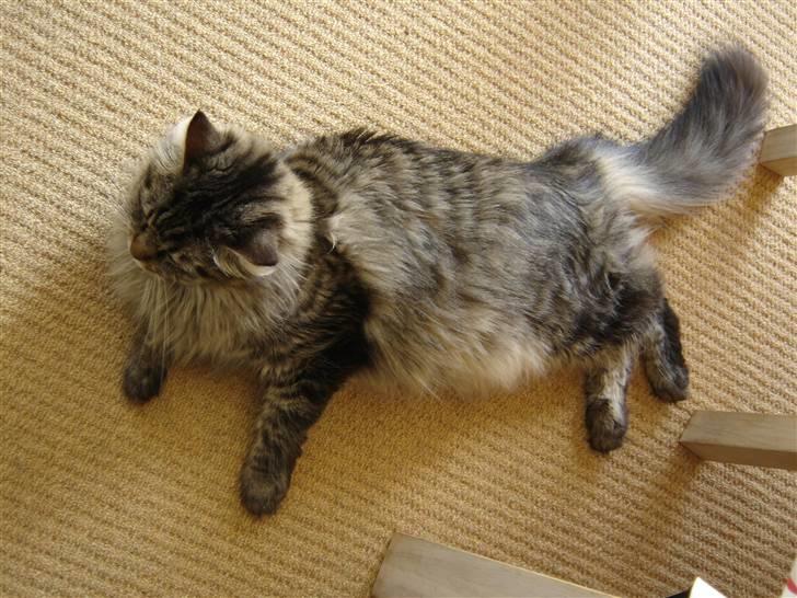 Maine Coon Fia  billede 20