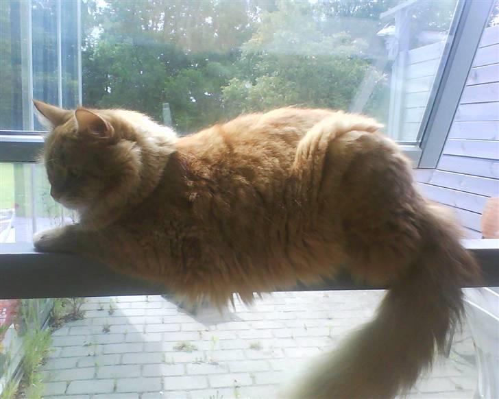 Maine Coon futte solgt billede 10