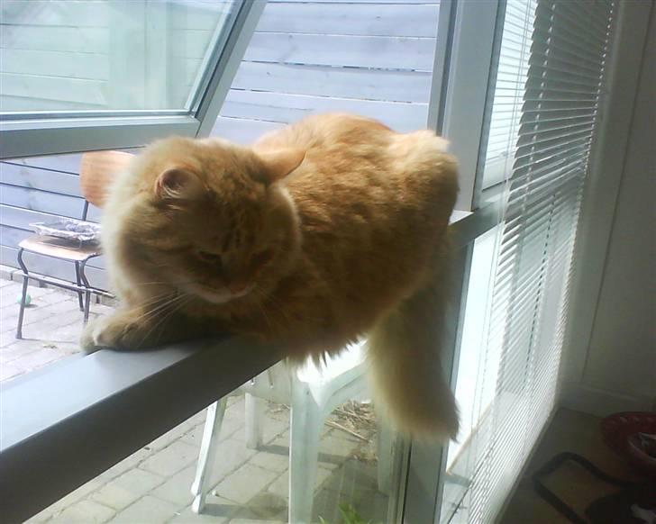 Maine Coon futte solgt billede 11