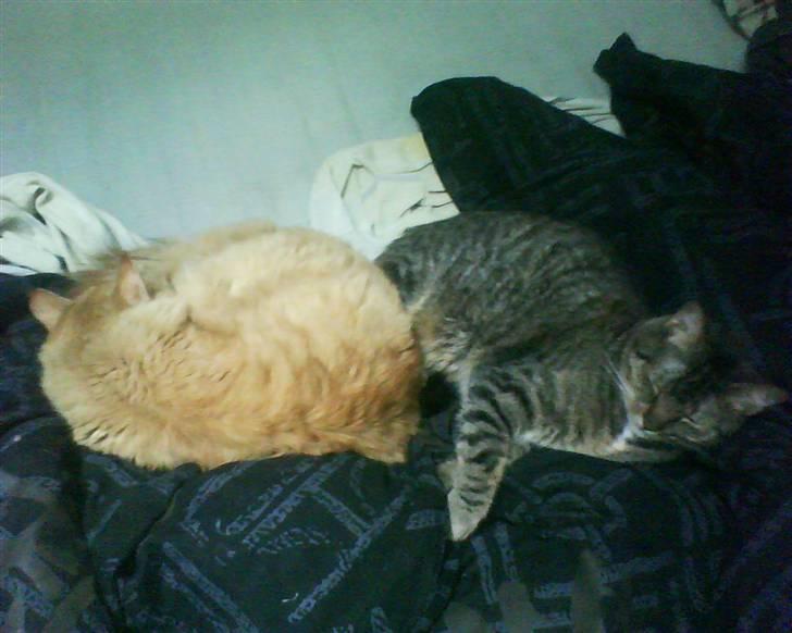 Maine Coon futte solgt billede 12