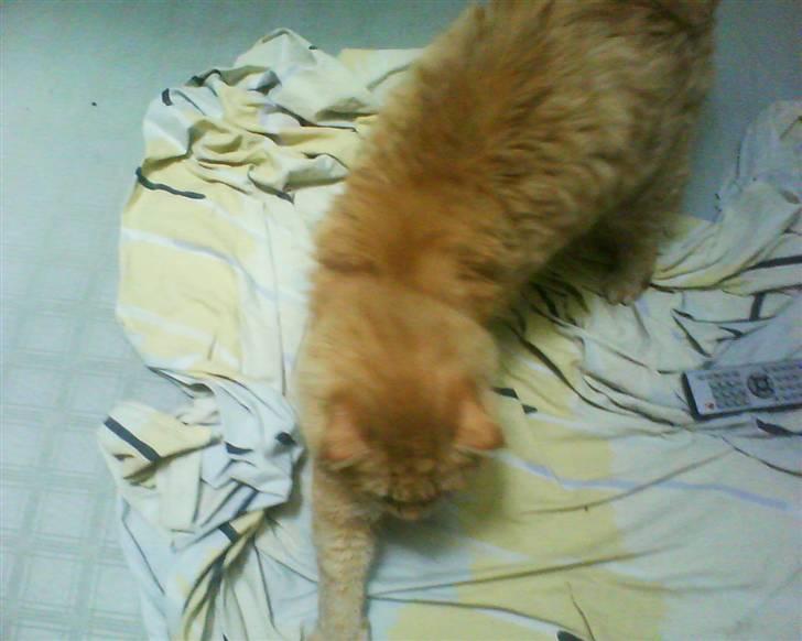 Maine Coon futte solgt billede 13