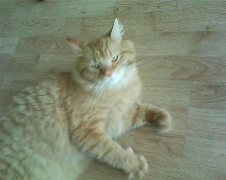 Maine Coon futte solgt billede 14