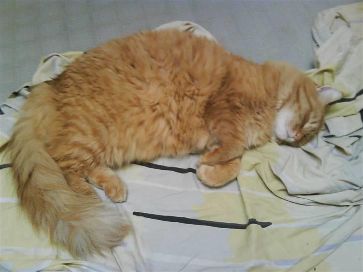 Maine Coon futte solgt billede 15