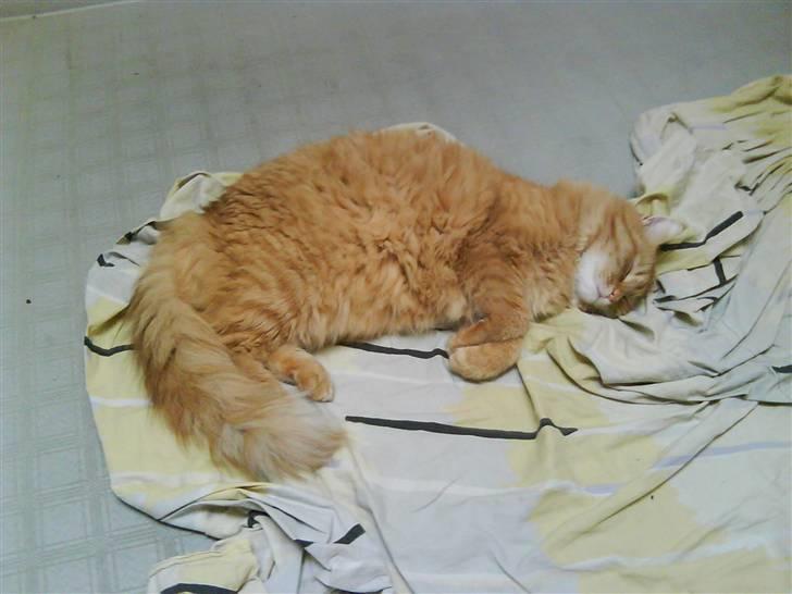 Maine Coon futte solgt billede 16