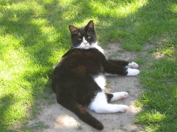 Blanding af racer Thor billede 8