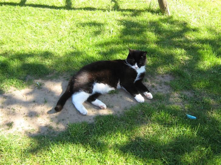 Blanding af racer Thor billede 9