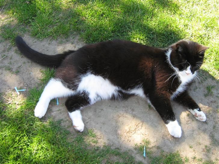 Blanding af racer Thor billede 10