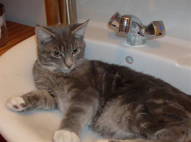 Maine Coon Alfred - Alfred, lidt over et halvt år gammel. Dog har han ikke fået så meget pels endnu. billede 4