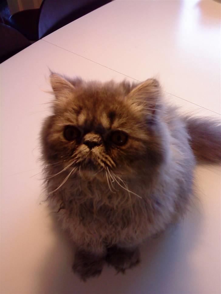 Perser Elvis <3 - velkommen<3 billede 1