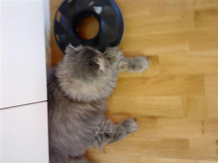 Perser Elvis <3 - en af mine ynglingslegetøjer  billede 2