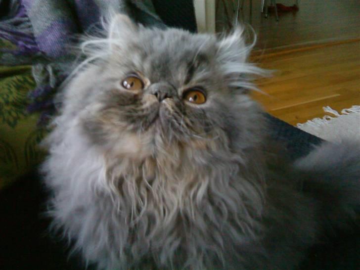 Perser Elvis <3 - fotomodel<3 billede 3