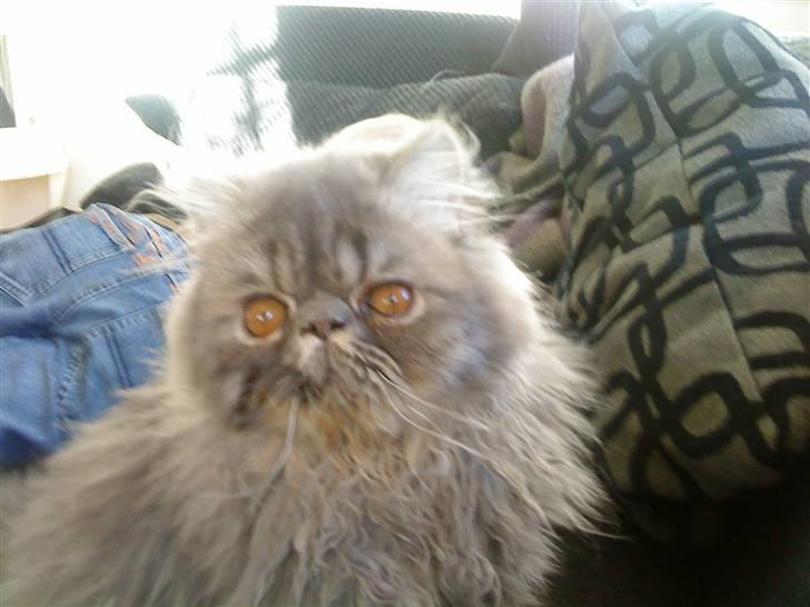 Perser Elvis <3 - smiil!!! billede 4