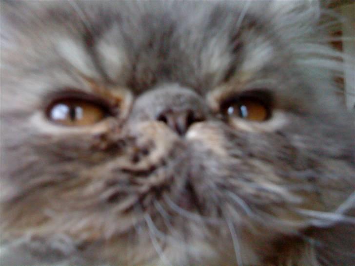 Perser Elvis <3 - 100% charmetrold billede 5