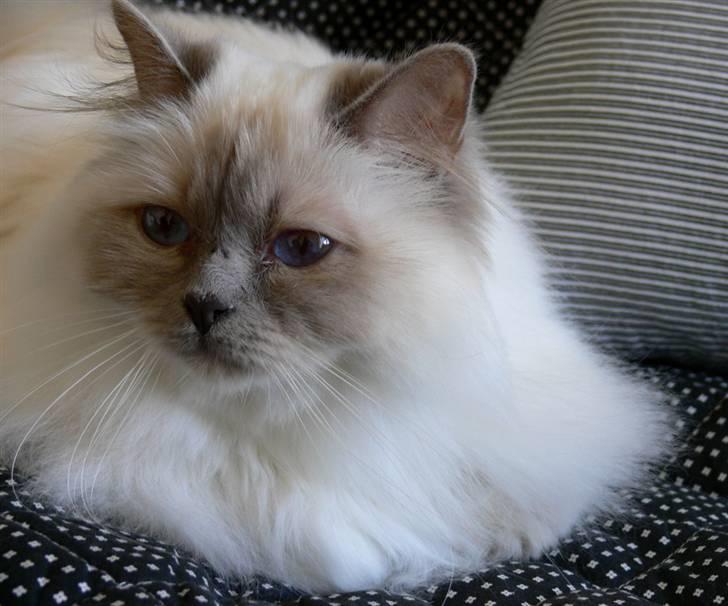 Hellig Birma DK CH Nine Bells Hallie - Smukke Hallie d. 4. juni 2009 billede 18