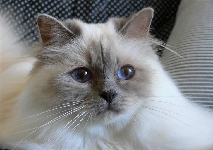 Hellig Birma DK CH Nine Bells Hallie - Hallie, snart 3 år gammel, d. 4. juni 09. billede 19