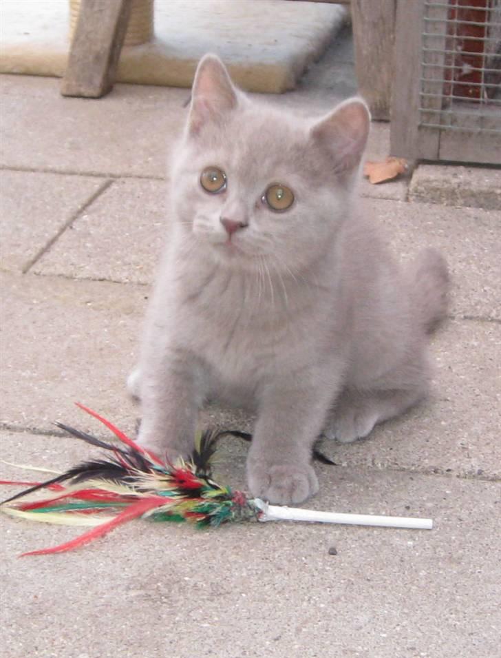 British Shorthair DK Romose Obelix - Obelix 11 uger. Hos opdrætter billede 1