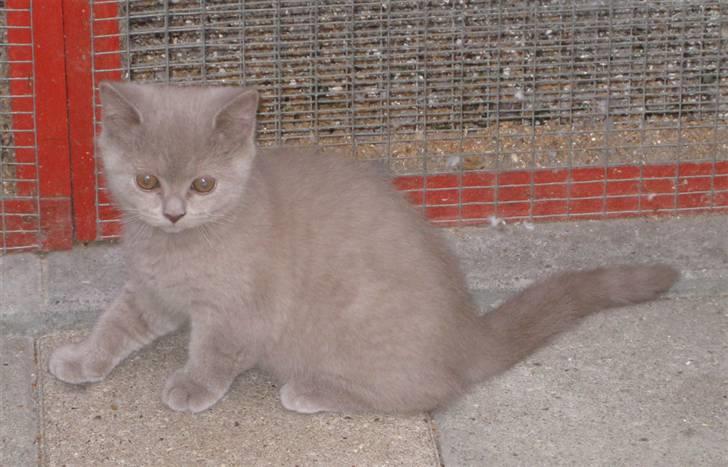 British Shorthair DK Romose Obelix - Frække Obelix billede 2