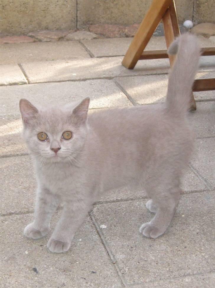 British Shorthair DK Romose Obelix billede 3