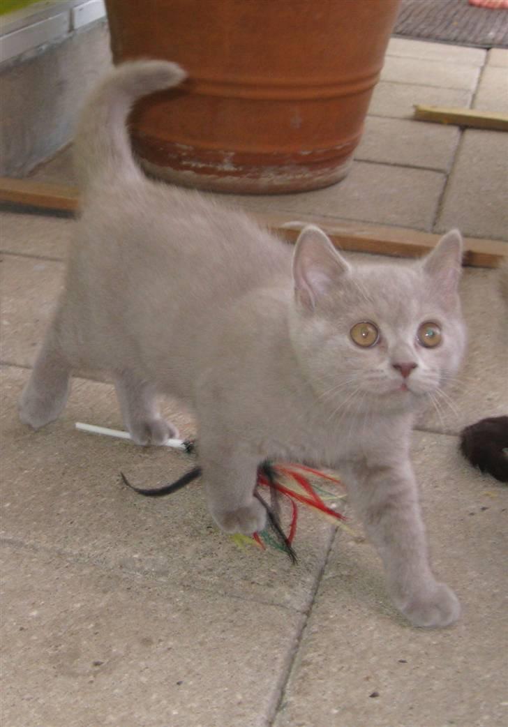 British Shorthair DK Romose Obelix billede 4