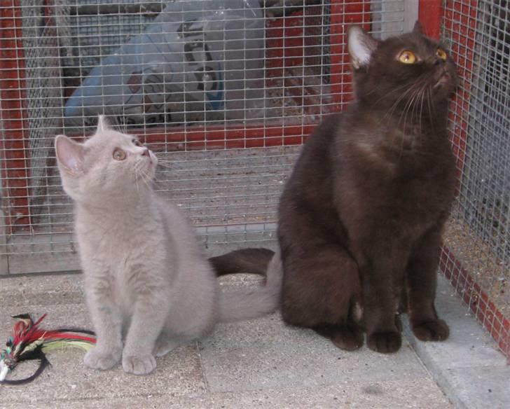British Shorthair DK Romose Obelix - Obelix og hans moaar billede 5