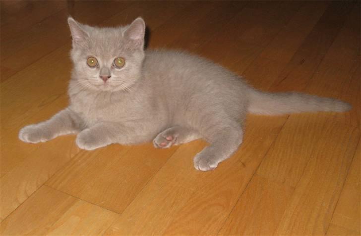 British Shorthair DK Romose Obelix billede 6