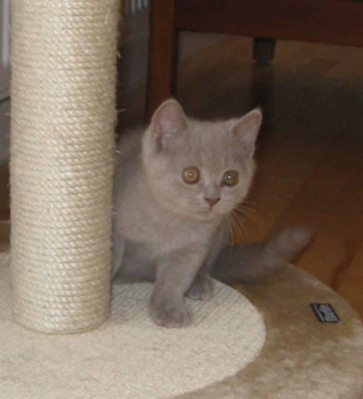 British Shorthair DK Romose Obelix billede 7