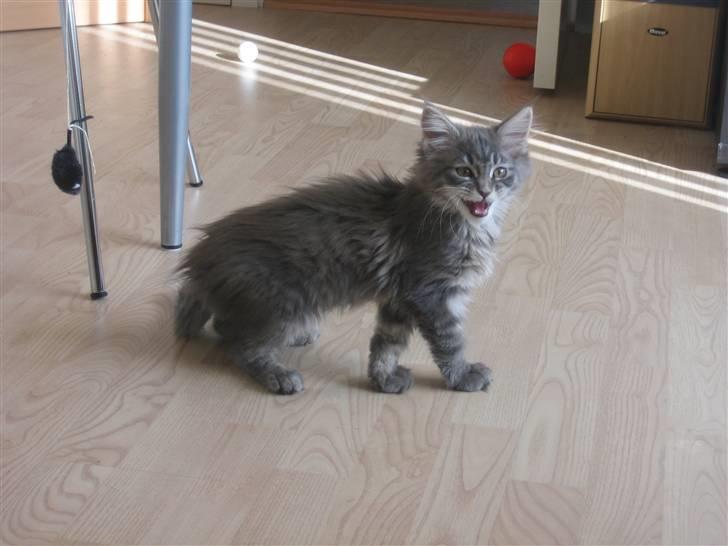 Maine Coon Nala (Kejserinden) - Nala viser hvor farlig hun er billede 5